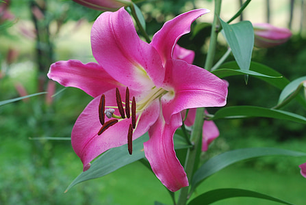 lily, pink, flower, nature, plant, bloom, blossom