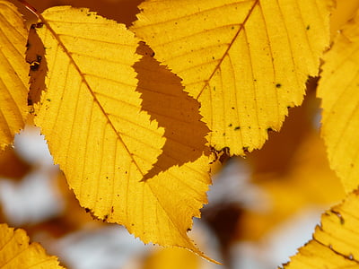 Leaf, listy, jeseň, hrab, Carpinus dubovo-hrabové lesy, biela buk, Breza skleníkových