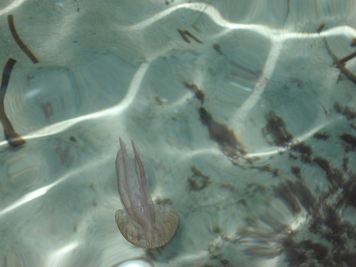 медузи, море, підводний, тварини, водні, желе, медузи