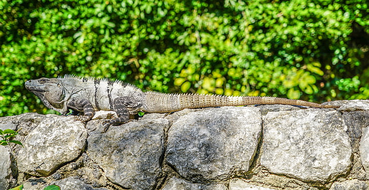 Iguana, réptil, natureza, lagarto, vida selvagem, tropical, pele