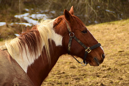 horse, brown, horse head, animal, brown horse, animal world, mare