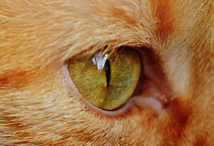 mačka, oči, blizu, živali, Cat's oči, krzno, pet