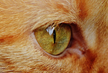 cat, eye, close, animal, cat's eyes, fur, pet