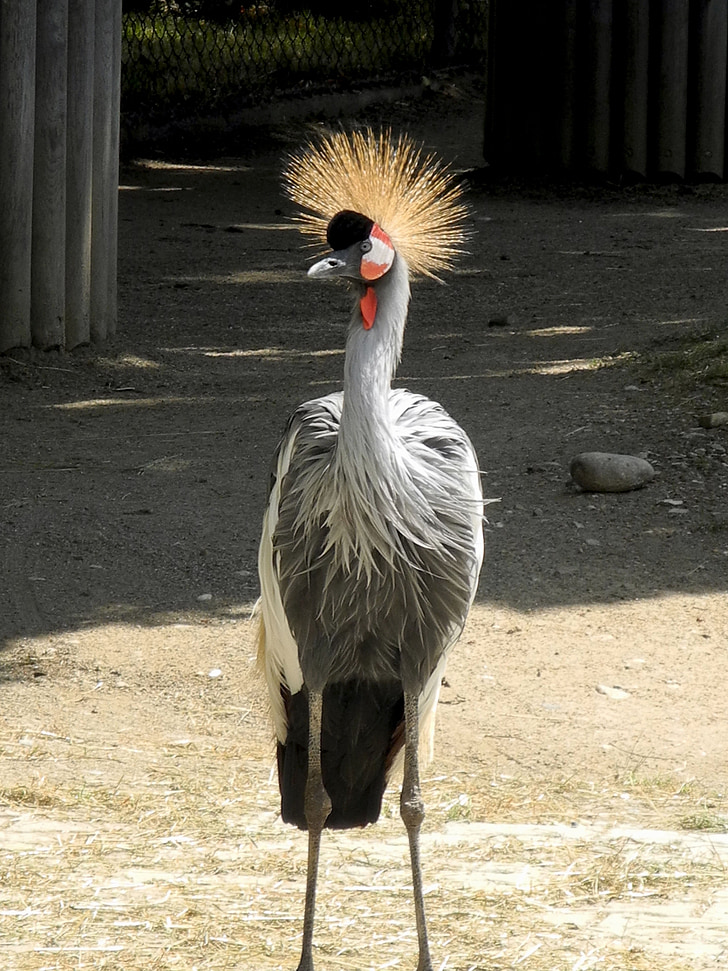 grey crowned crane, zoo, grey, bird, animal world, enclosure, close