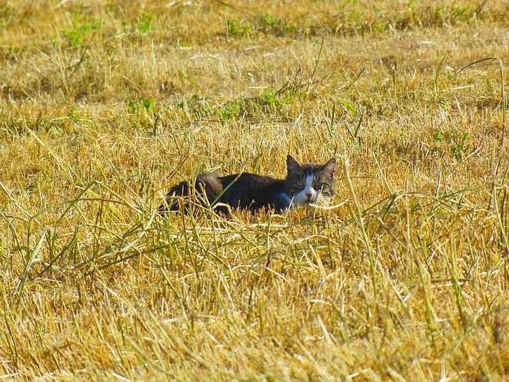 animal, nature, cat, field, fields, summer