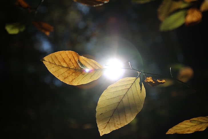 hojas, otoño, sol, luz de nuevo, naturaleza, luz, lichtspiel