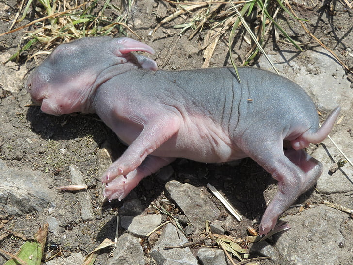 oryctolagus Неперевірена, кролик, дитина, новонароджених, голий, сліпий, тварини