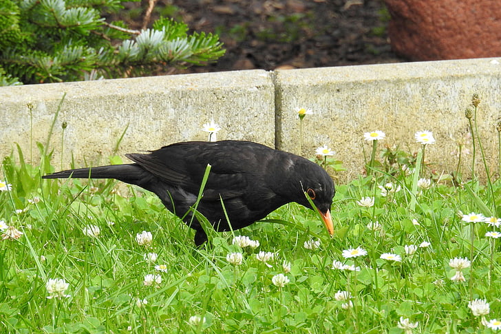 Blackbird, Blackbird muž, pták, černá