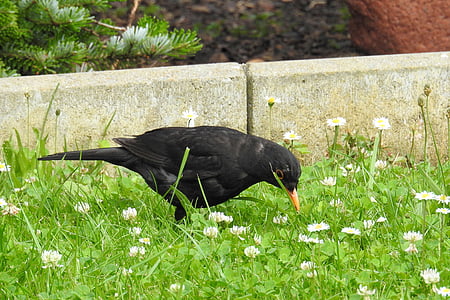 Blackbird, Hím feketerigó, madár, fekete