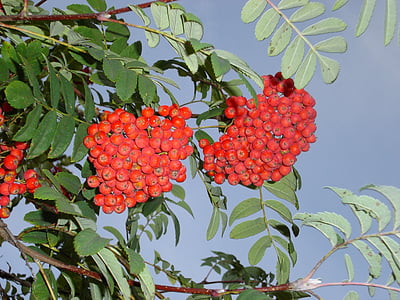 rowanberries, Mountain ash, baies, vermell, arbust, arbre, fruita