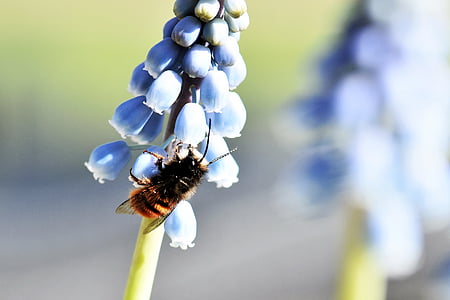 abelha de Mason, abelhas selvagens, abelha, animal, inseto, macro, mundo animal