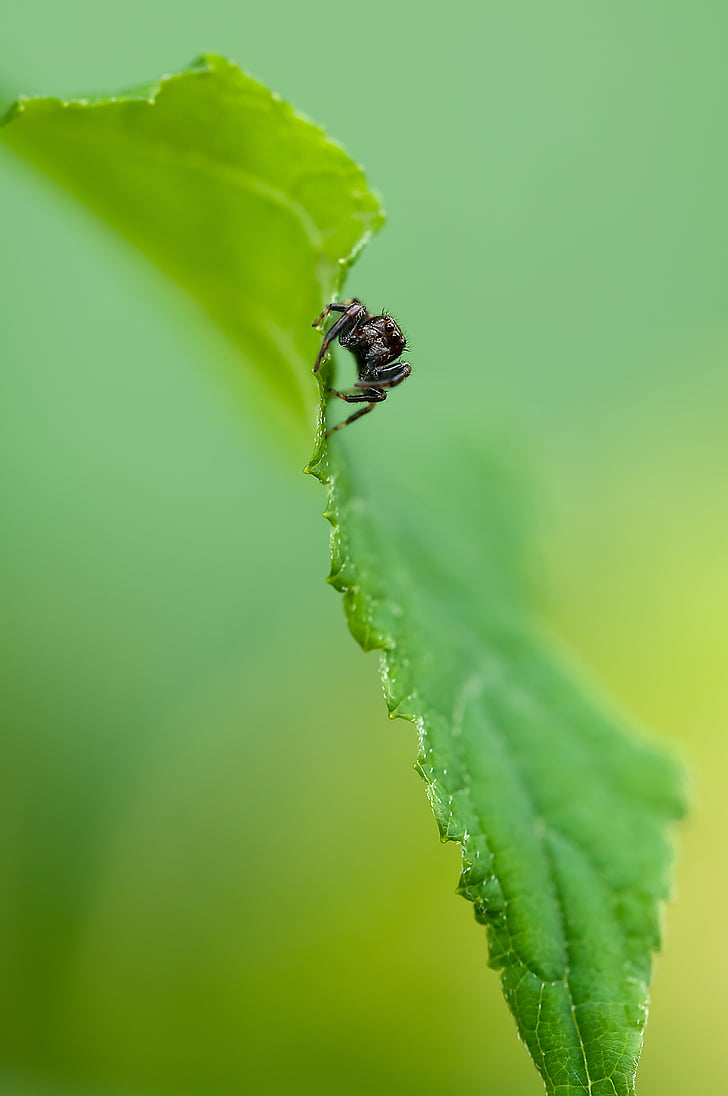 jumping spider, spider, insect, nature, plant, green, persepktive