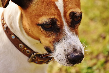 Jack russell, Terrier, jouer, Meadow, course, chien, animal