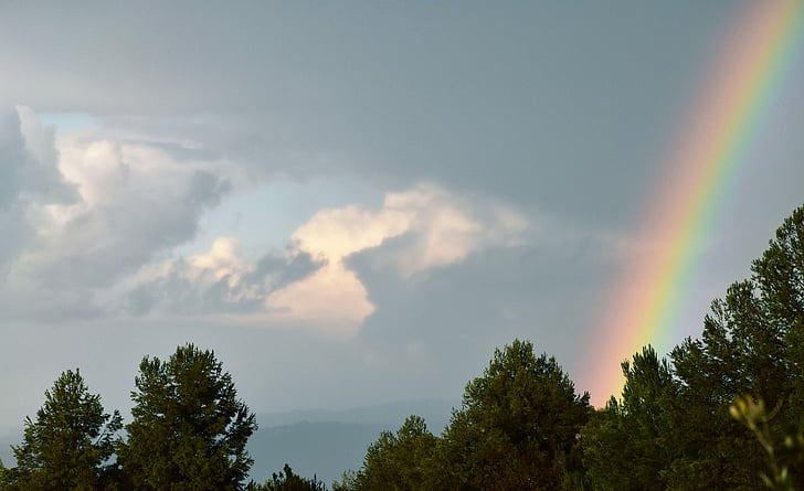 Rainbow, puut, sateenkaaren taivaalle
