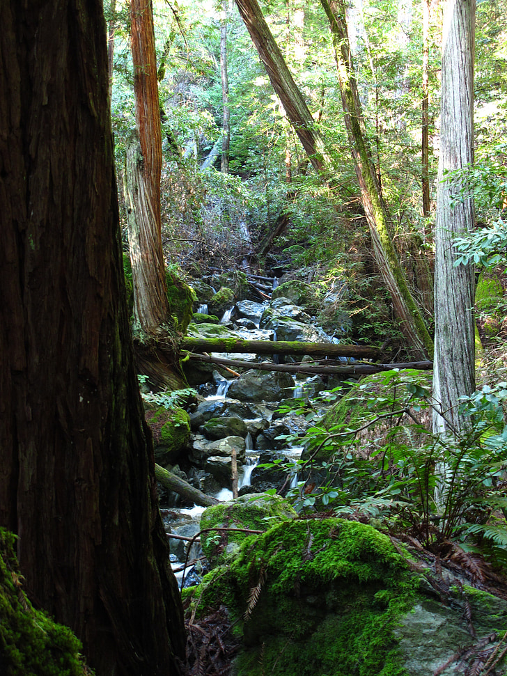 Woods, Kalifornien, Stream, Creek, grön, skogen, Moss