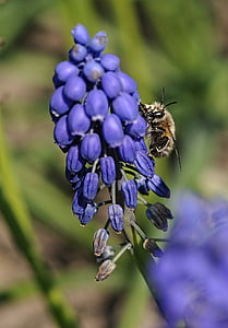 muscari, bee, flower, insects, forage, garden, macro