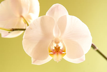 Orchid, kwiat, Bloom, biały, kwiat, roślina, Phalaenopsis
