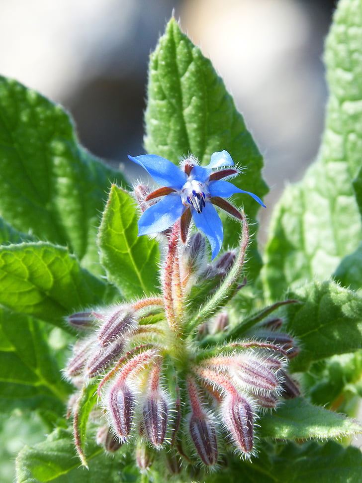 flor silvestre, Sprout, floración, flor azul, capullos, naturaleza, planta