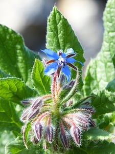Αγριολούλουδο, βλαστάρι, άνθιση, μπλε λουλούδι, κουκούλια, φύση, φυτό