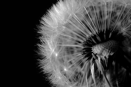 black, seed, dandelion, close-up, white, macro, wind