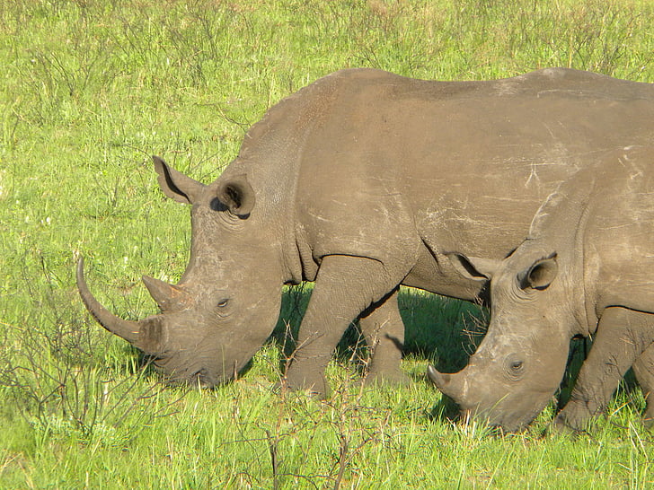 Rhino, Príroda, Safari, zviera, voľne žijúcich živočíchov, Afrika, divoké