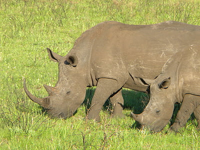 Rhino, Příroda, Safari, zvíře, volně žijící zvířata, Afrika, Wild