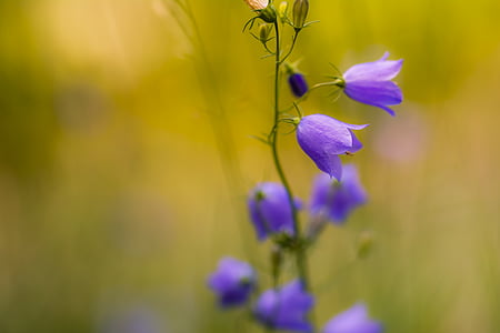 flower, flowers, violet, blue, the nature of the, summer, bloom