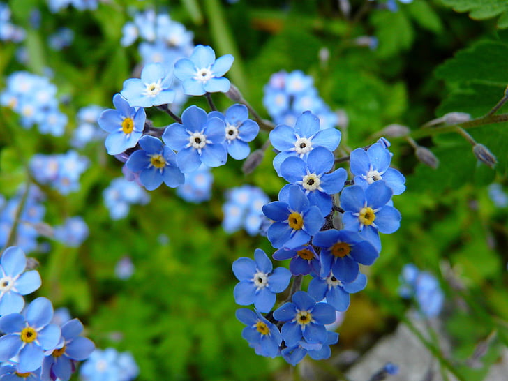 flower, nature, Forget Me Not, Meadow, Wild Flower, Blossom, growth