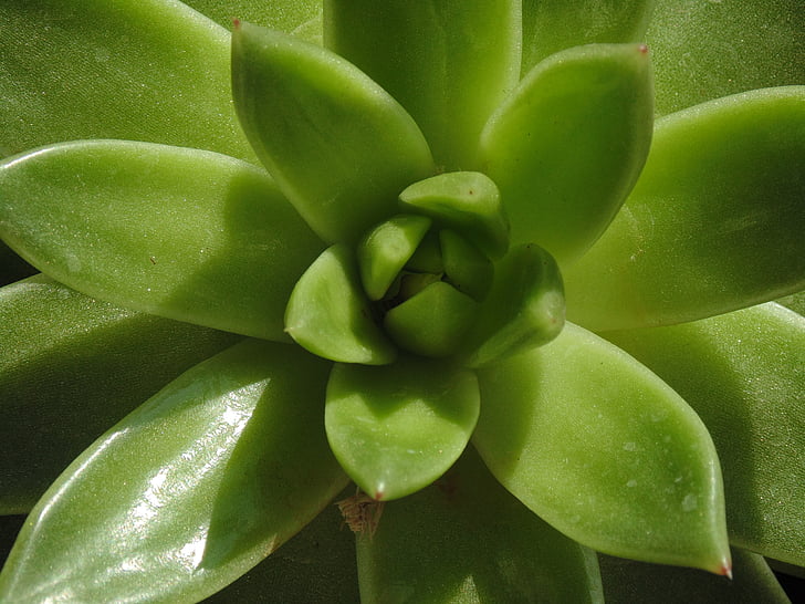 Aloe, zelená, závod, list, bylinné, bylina, Flora