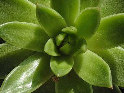 Aloe, verde, pianta, foglia, a base di erbe, erba, Flora