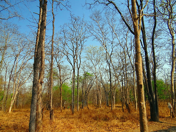 floresta, decídua, floresta mista, folhas de galpão, Verão, ghats ocidental, Índia