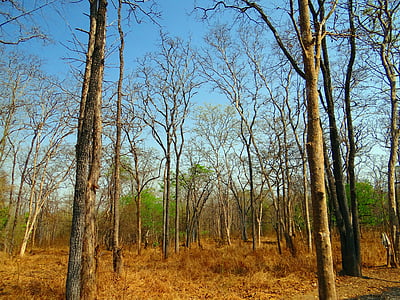 Forest, listnaté, zmiešaného lesa, listy Bouda, letné, Západné ghats, India