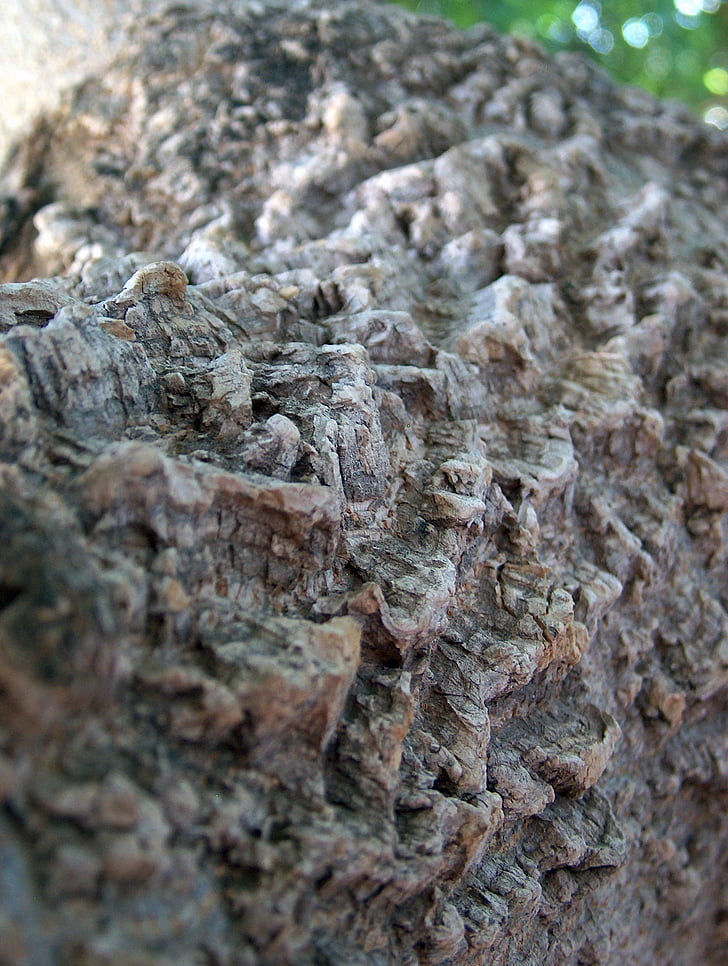 texture, background, wood, bark