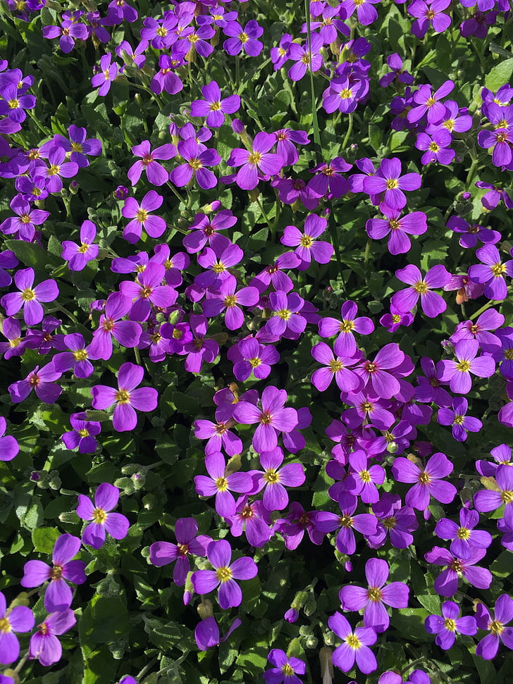 Purple, fleur, violet, printemps, nature, fleurs violettes, jardin