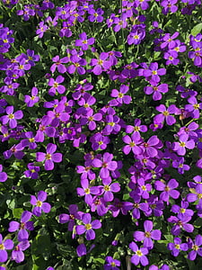 ungu, bunga, ungu, musim semi, alam, bunga-bunga ungu, Taman