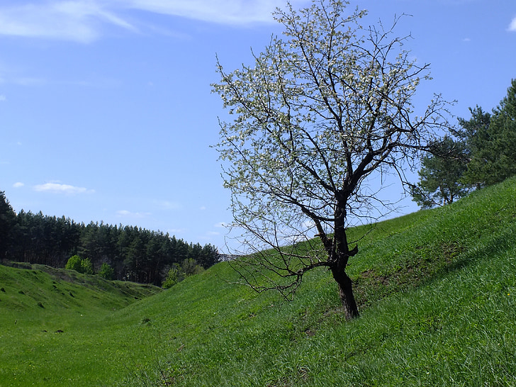 дърво, природата, Пролет, пейзаж, дървета, Блум, Живата природа