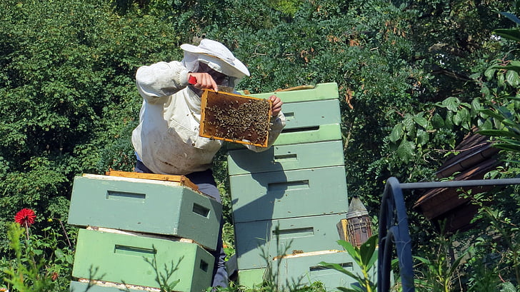 apicultor, abejas, insectos, colmena, naturaleza, miel, peines de