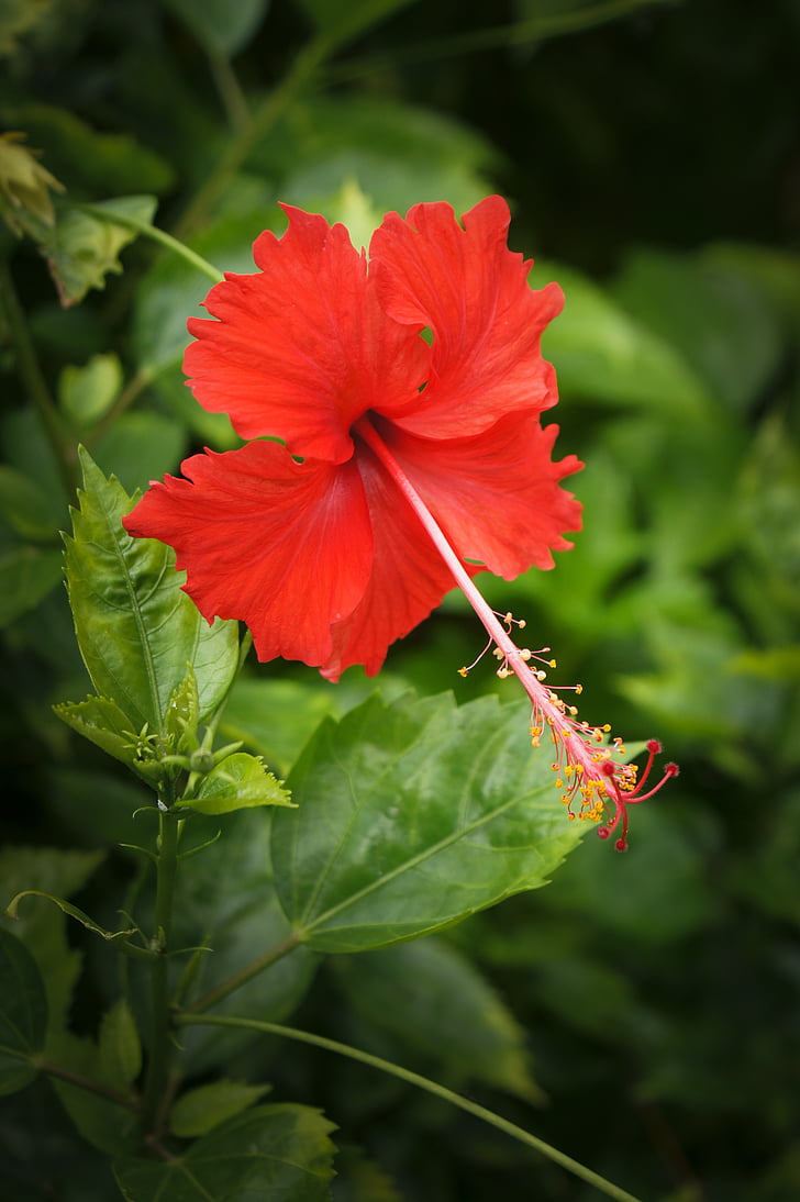 Hibiscus, Singapur, Asia, naturaleza, Pétalo, flor, exóticos