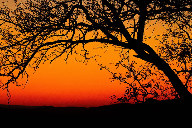 matahari terbenam, Afrika, siluet, matahari terbenam, alam, pohon, warna oranye