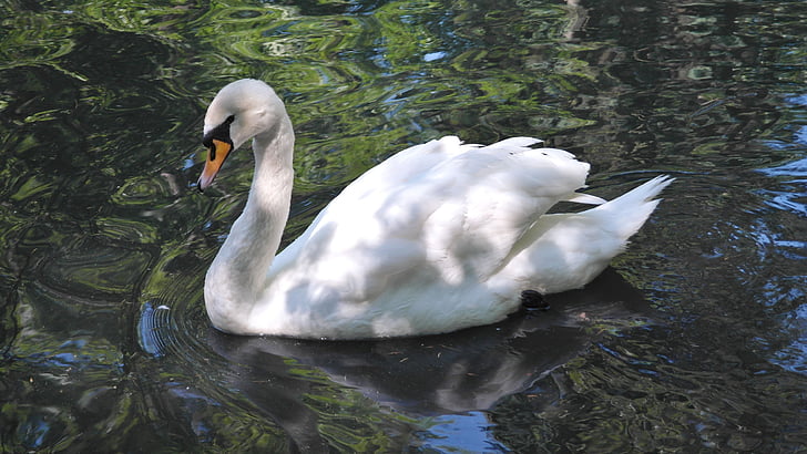 Swan, hvit, fuglen, natur, dammen, vannet, Lake
