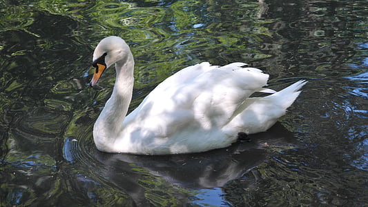 swan, white, bird, nature, pond, waters, lake
