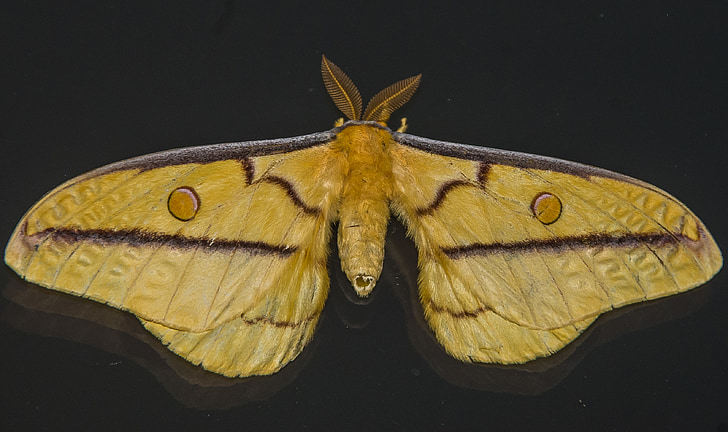 Moth, insekt, stora, gul, svart, blå, antenn