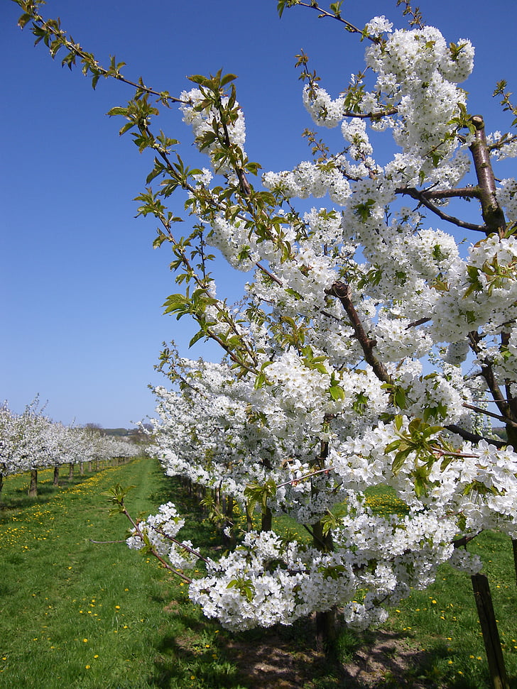 ανθισμένη Κερασιά, κερασιές, άνθιση, οπωρωφόρο δέντρο, λευκό, άνοιξη, φύση