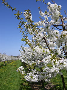Sakura, pohon ceri, mekar, pohon buah, putih, musim semi, alam