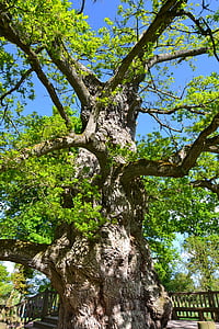 Guillotin ek, gammalt träd, gammal ek, Oak, skogen, Brocéliande, Bretagne