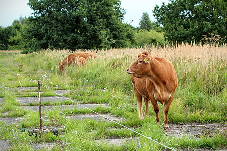 母牛, 棕色, 牛奶, 牛肉, 母牛, 奶牛, 吃草
