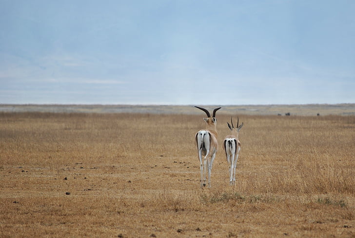 Antelope, Ngorongoro, krater, Serengeti, Safari, nationaal park, Afrika