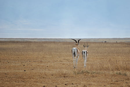 antilope, Ngorongoro, cratère, Serengeti, Safari, Parc national, l’Afrique
