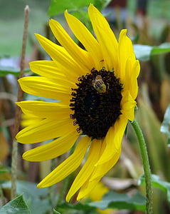 bunga matahari, hias, lebah, makro, Close-up, bunga, kuning