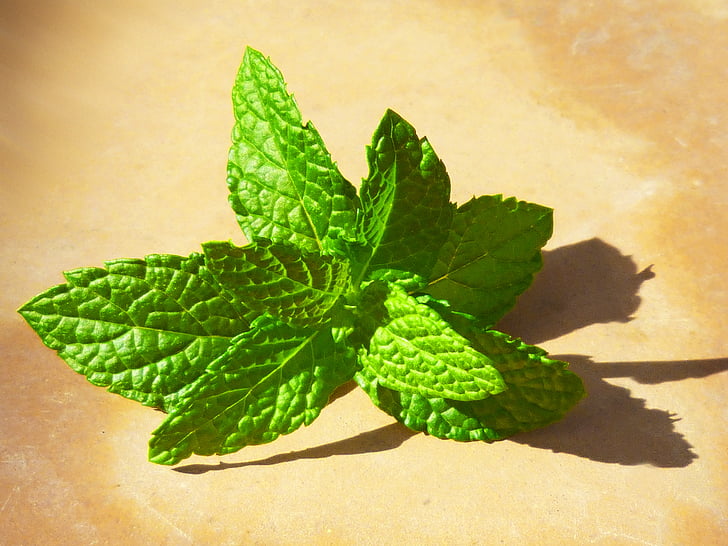 mint, fresh, leaves, green